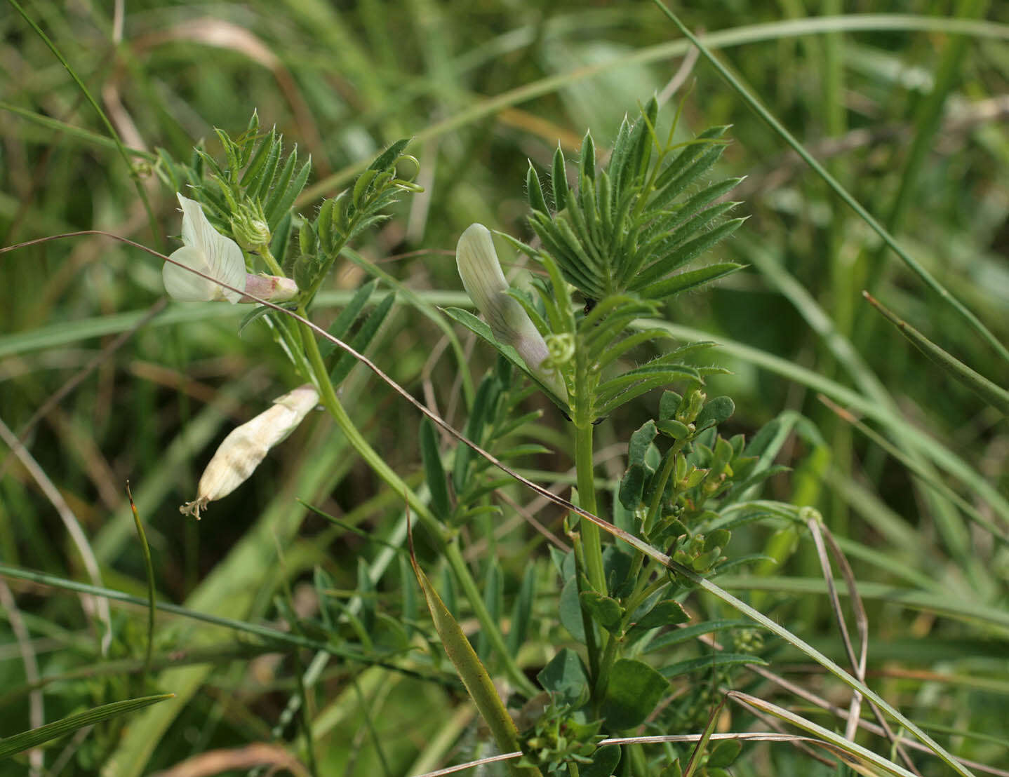 Image of smooth yellow vetch