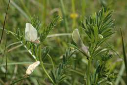 Image of smooth yellow vetch