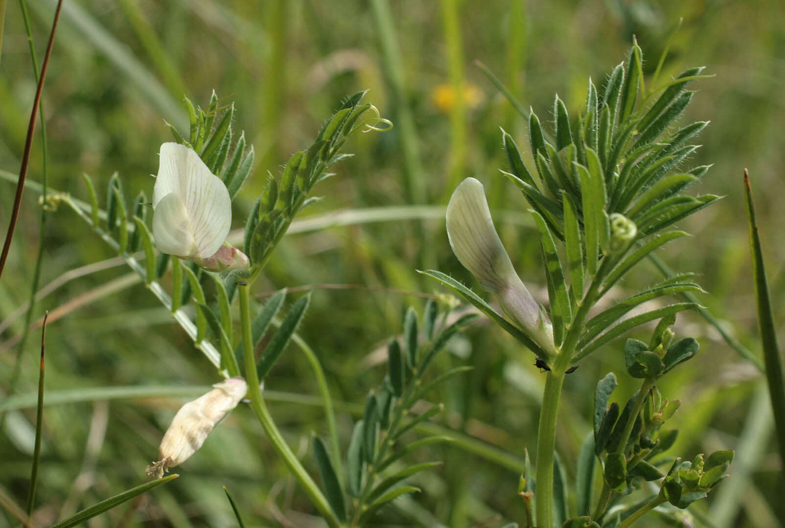 Image of smooth yellow vetch