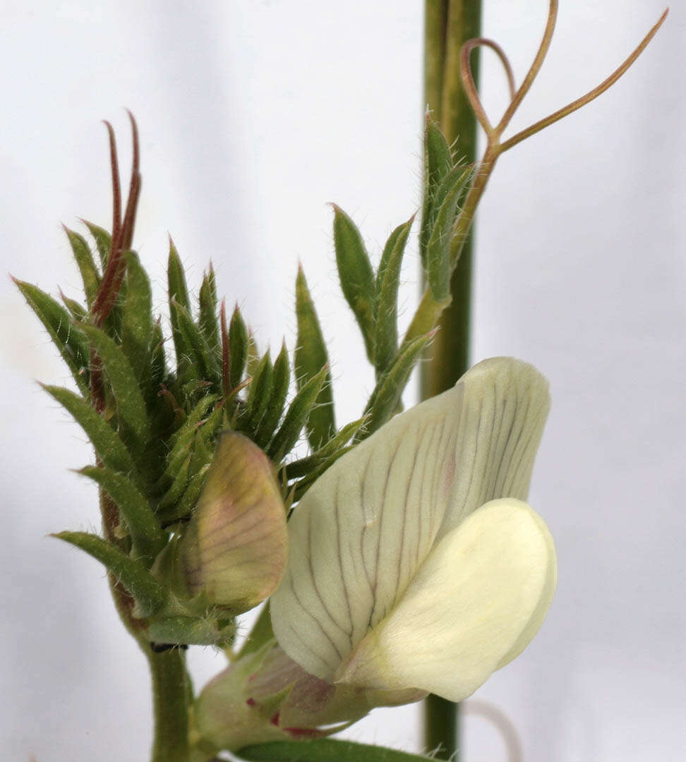 Image of smooth yellow vetch