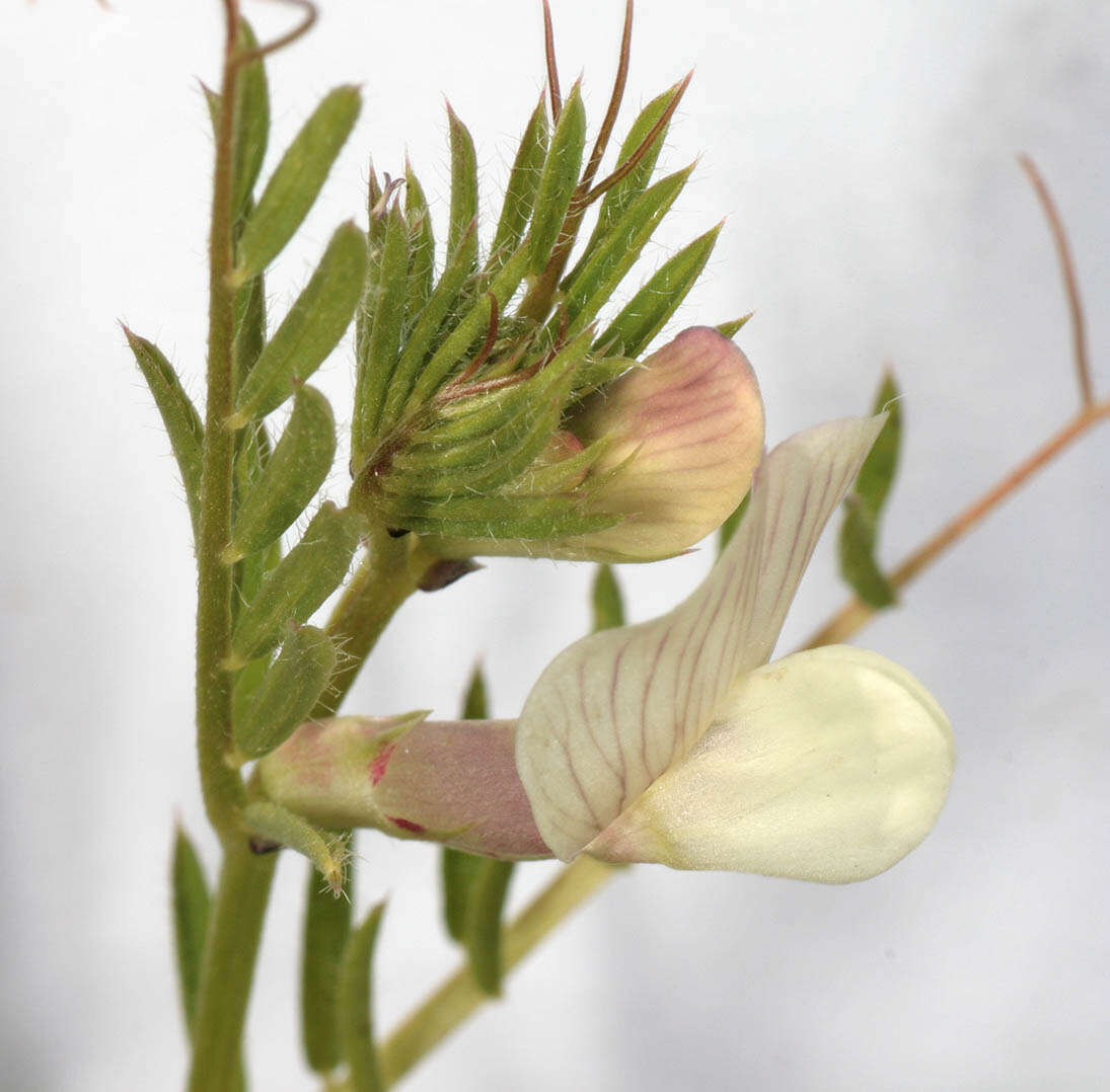 Image of smooth yellow vetch