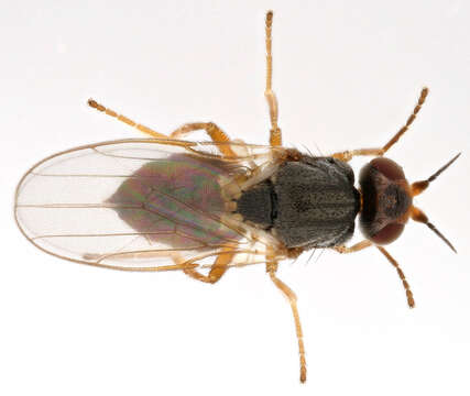 Image of Elachiptera tuberculifera (Corti 1909)