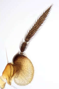 Image of Elachiptera tuberculifera (Corti 1909)