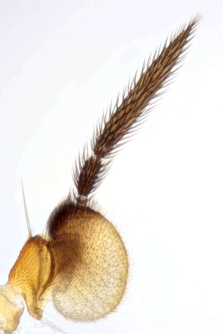 Image of Elachiptera tuberculifera (Corti 1909)