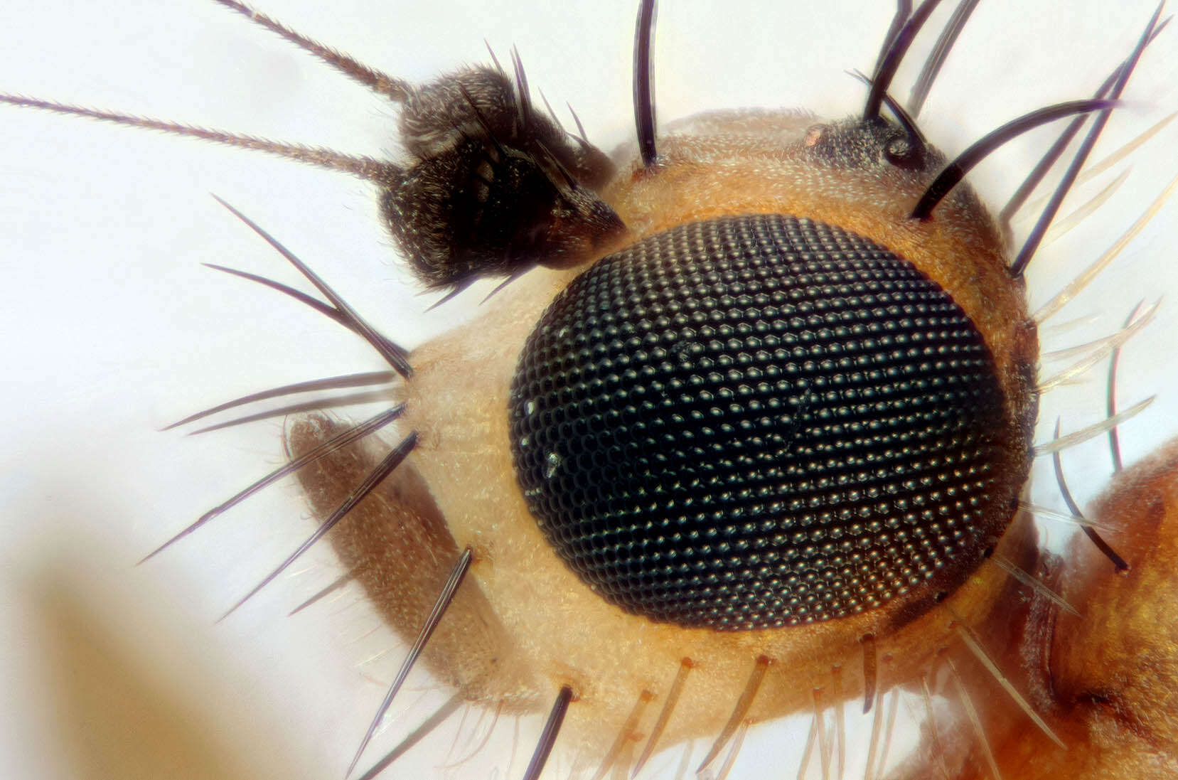 Image of Lonchoptera lutea Meigen 1809