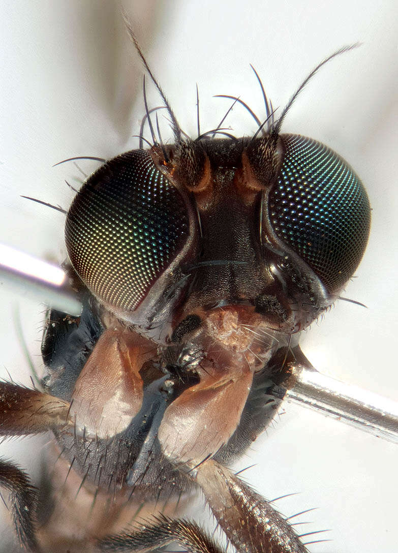 Image of druid flies