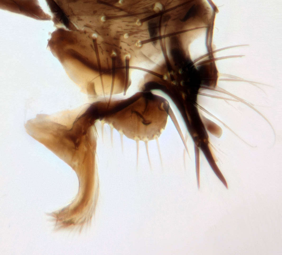 Image of Leptocera fontinalis (Fallen 1826)