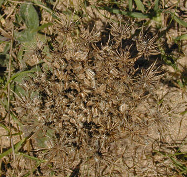 Image of Daucus carota subsp. gummifer (Syme) Hook. fil.