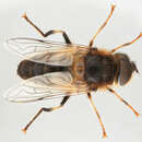 Image of Eristalis pertinax (Scopoli 1763)