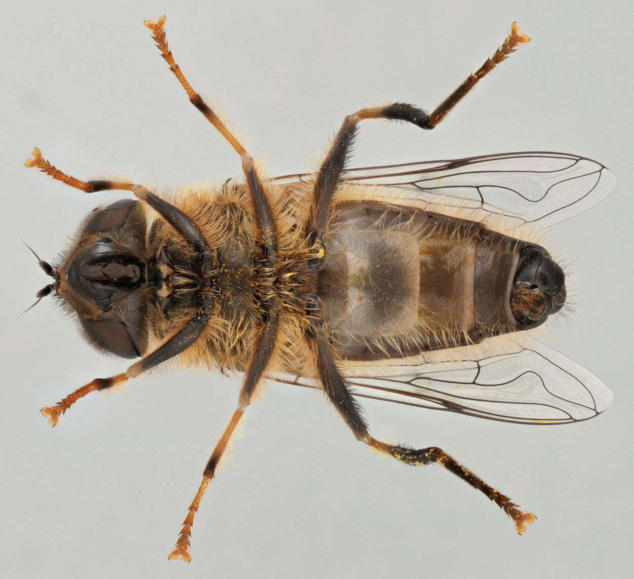 Слика од Eristalis pertinax (Scopoli 1763)