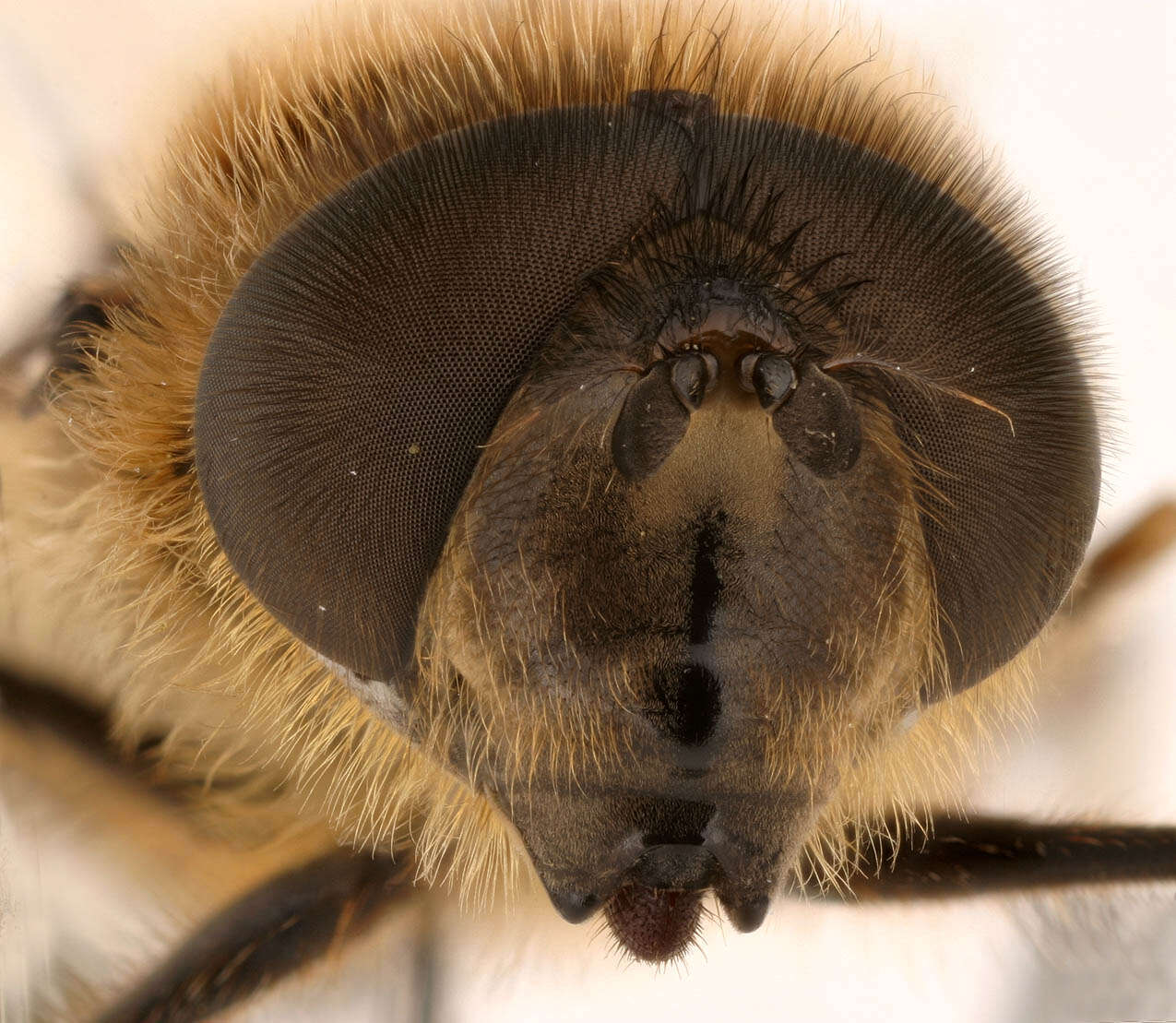 Image of Eristalis pertinax (Scopoli 1763)