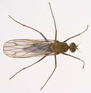 Image of Clinocera stagnalis (Haliday 1833)