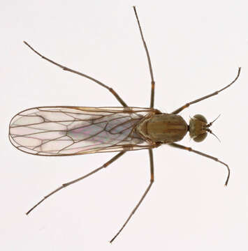 Image of Clinocera stagnalis (Haliday 1833)