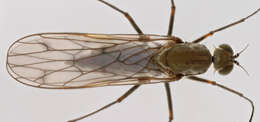 Image of Clinocera stagnalis (Haliday 1833)