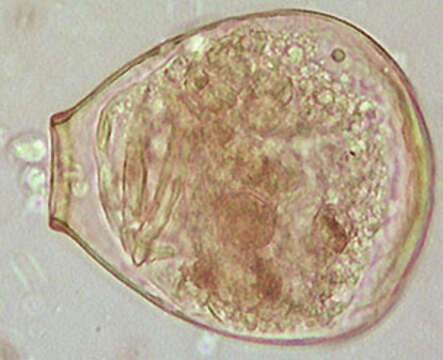 Image of Hyalosphenia