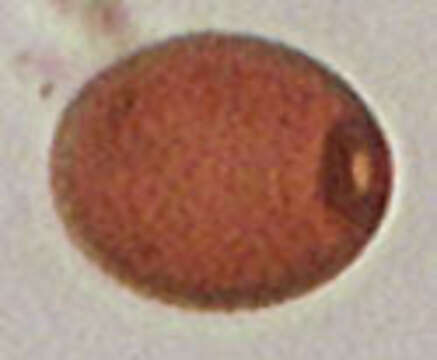 Image of Cryptodifflugiidae