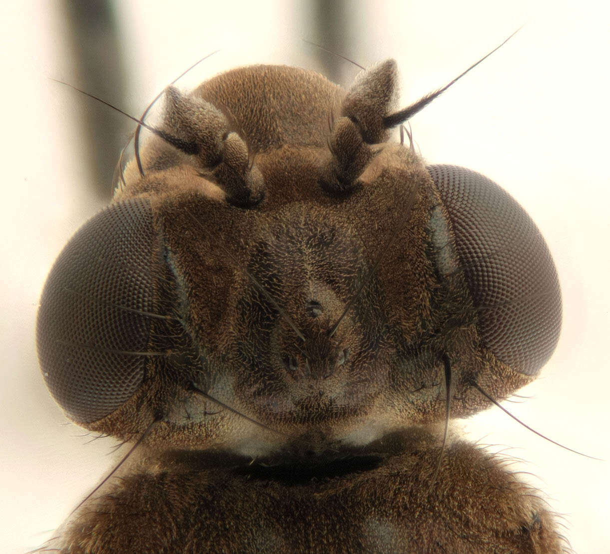 Image of Parydra quadripunctata (Meigen 1830)