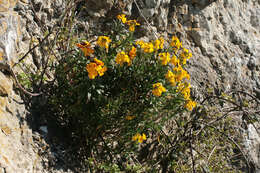 Image of Aegean wallflower