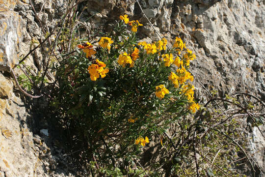 Image of Aegean wallflower