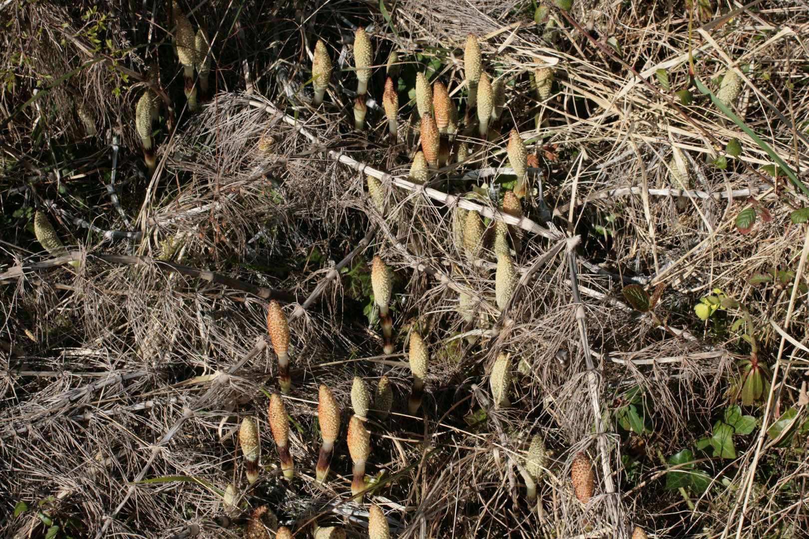 Image of Great Horsetail