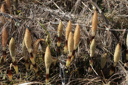 Image of Great Horsetail