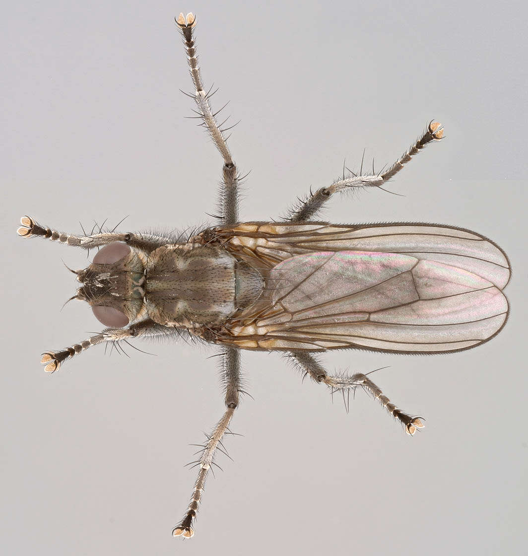 Ceratinostoma resmi