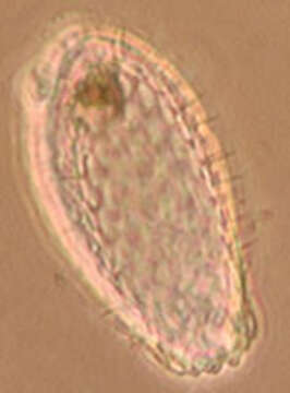 Image of Euglypha ciliata (Ehrenberg 1848)