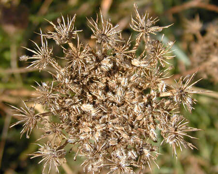 Daucus carota subsp. gummifer (Syme) Hook. fil. resmi