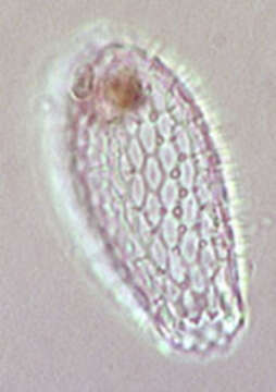 Image of Euglypha ciliata (Ehrenberg 1848)