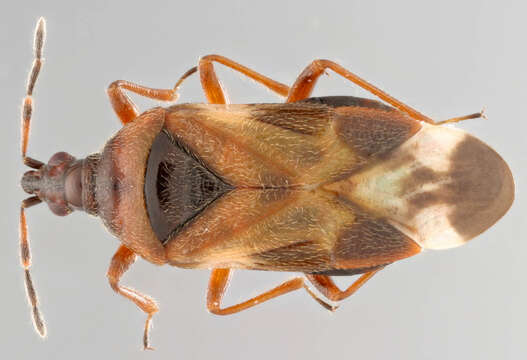 Image of Anthocoris nemoralis (Fabricius 1794)