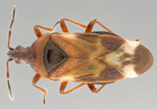 Image of Anthocoris nemoralis (Fabricius 1794)