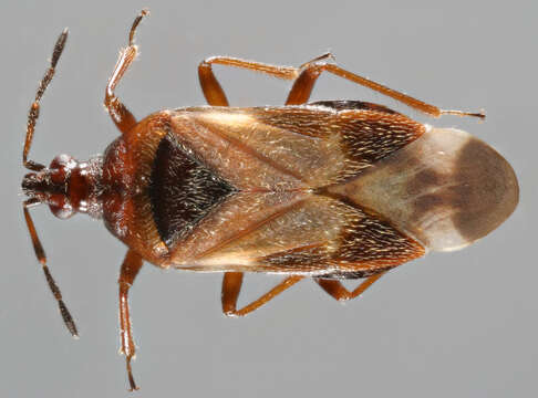 Image of Anthocoris nemoralis (Fabricius 1794)