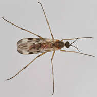 Image of Wood gnat