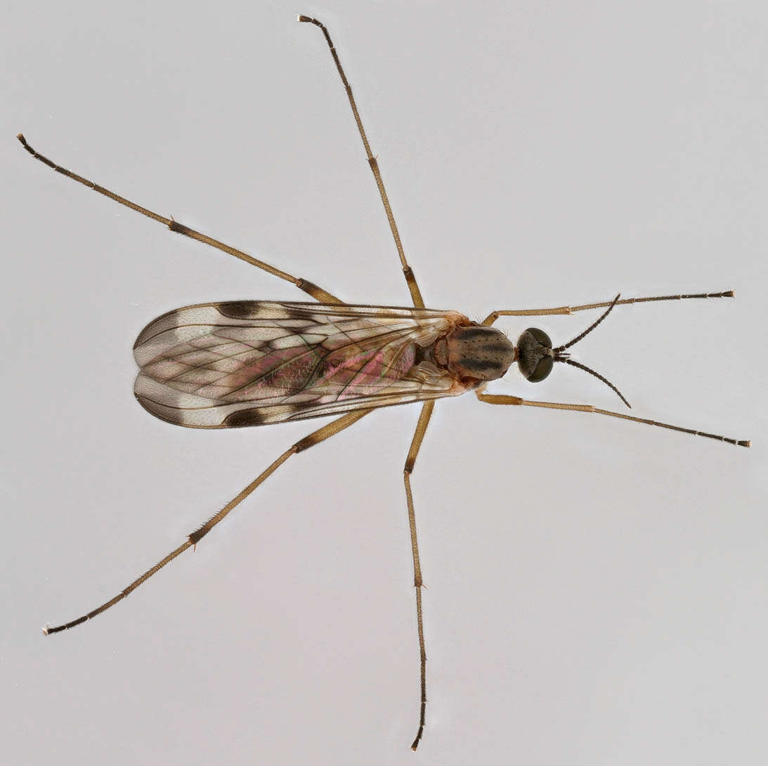 Image of Wood gnat