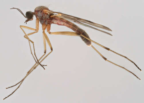 Image of Wood gnat