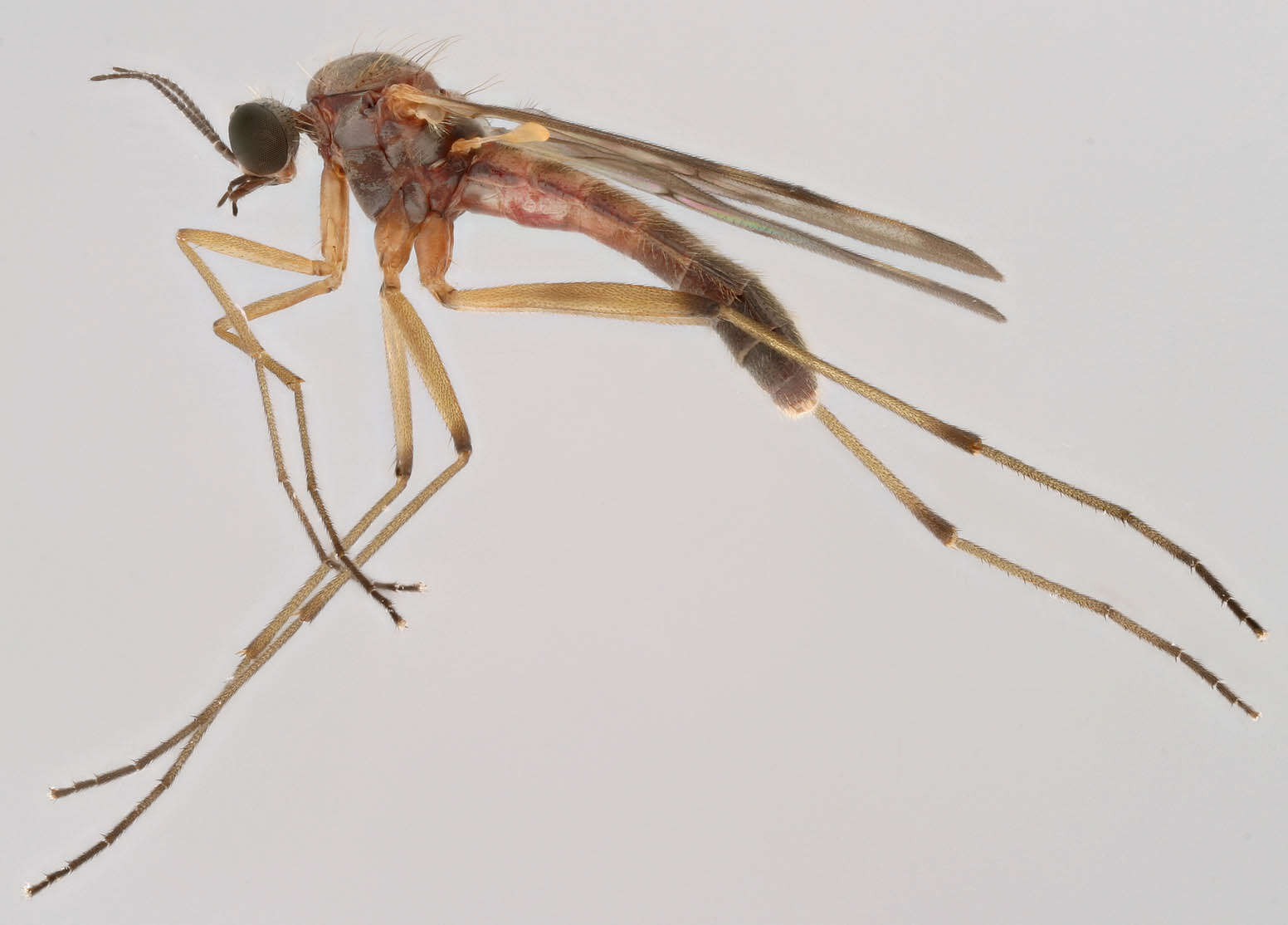 Image of Wood gnat