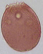 Слика од Assulina muscorum