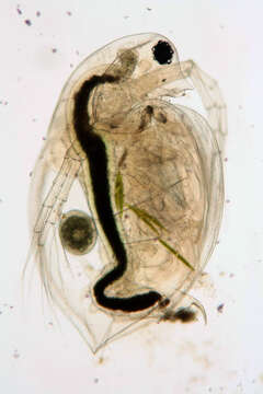 Daphnia (Daphnia) obtusa Kurz 1874的圖片