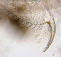 Daphnia (Daphnia) obtusa Kurz 1874的圖片