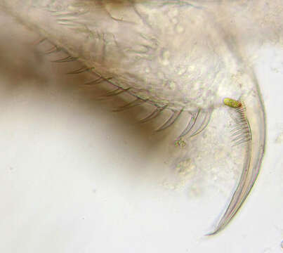 Daphnia (Daphnia) obtusa Kurz 1874的圖片