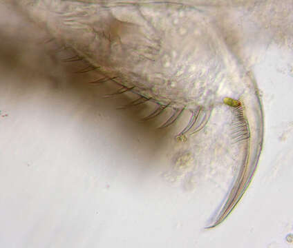 Image of Daphnia (Daphnia) obtusa Kurz 1874