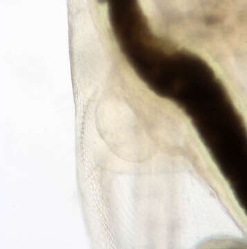 Image of Daphnia (Daphnia) obtusa Kurz 1874