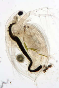 Daphnia (Daphnia) obtusa Kurz 1874的圖片