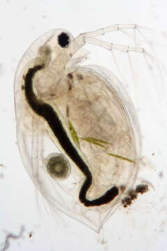 Image of Daphnia (Daphnia) obtusa Kurz 1874