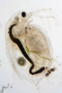 Daphnia (Daphnia) obtusa Kurz 1874的圖片