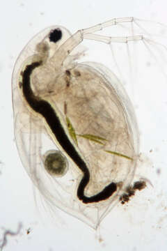 Image of Daphnia (Daphnia) obtusa Kurz 1874