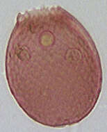 Слика од Assulina muscorum