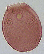Image of Assulina muscorum