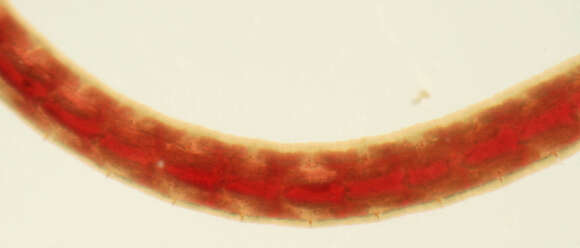 Image of California blackworm