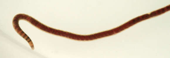 Image of California blackworm